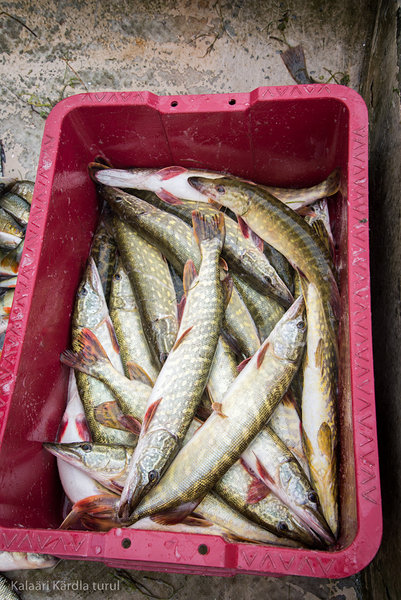 Karamellišokolaad maapähklite ja haugiga - Image 2