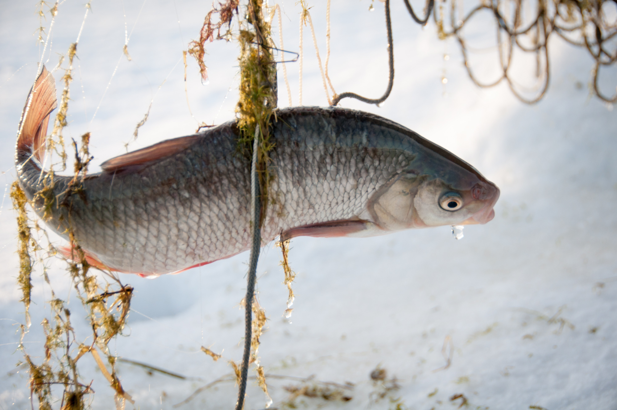 Tume šokolaad säinaga - Image 3