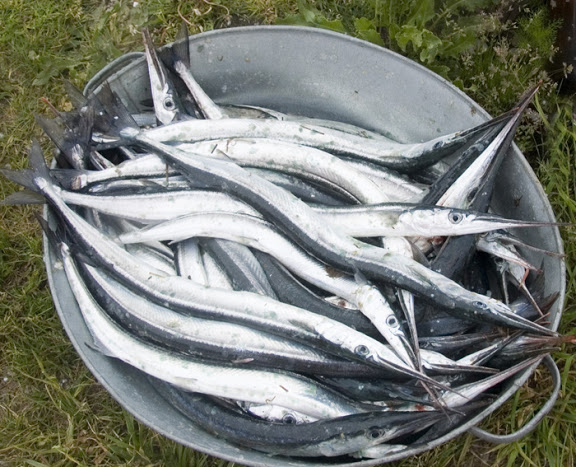 Tuulehaug hiiumaises marinaadis - Image 2