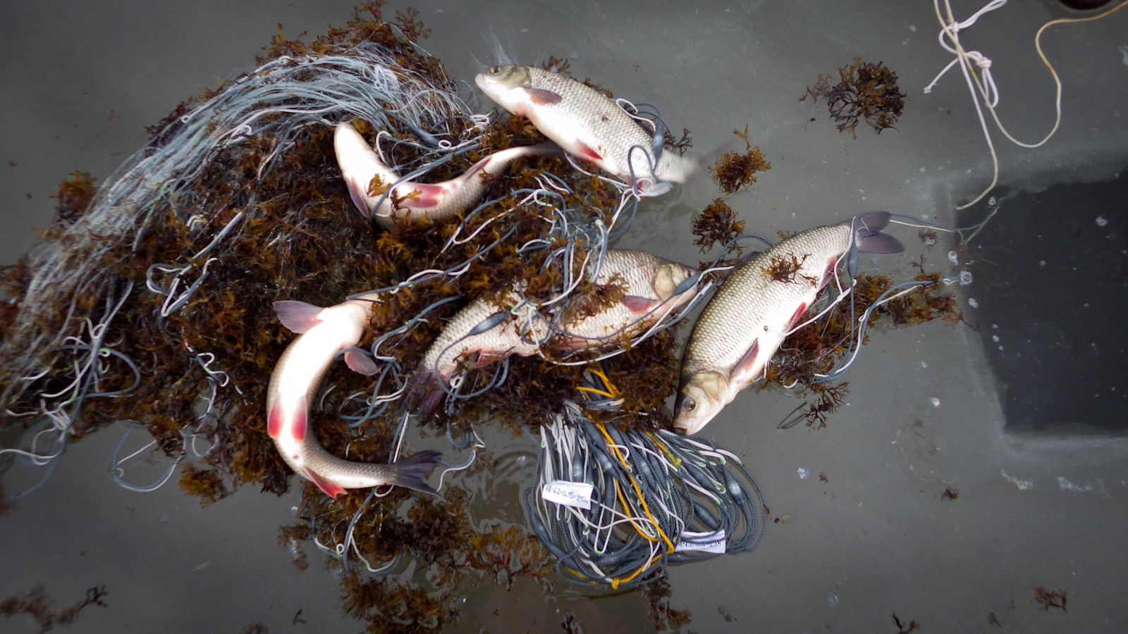 Tume šokolaad säinaga - Image 2